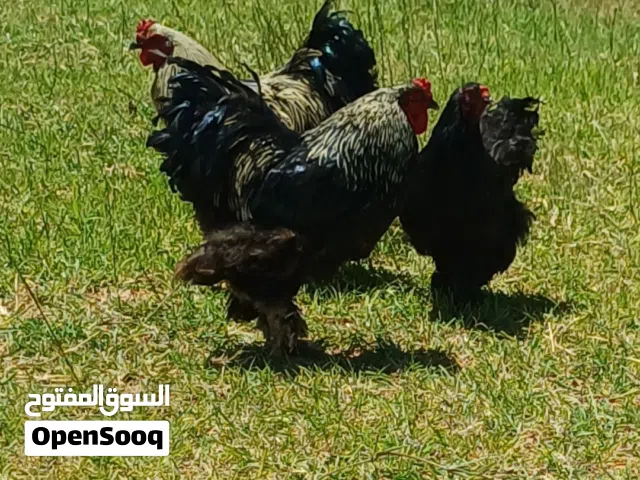 دجاج ابرهما العملاق كم موضح في الصور