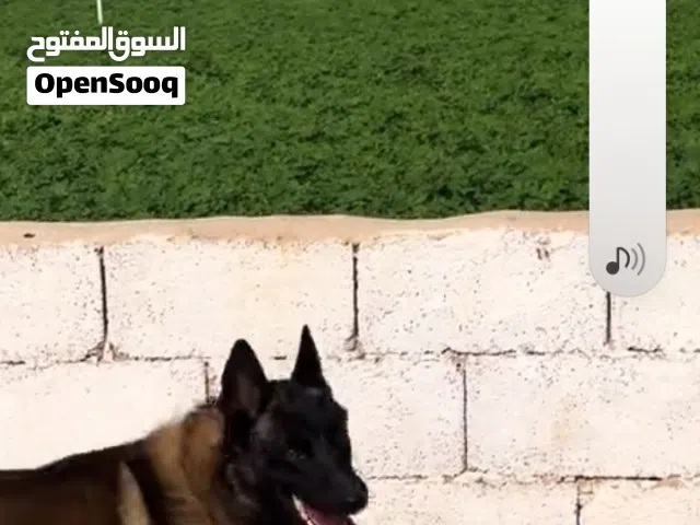 كلب مالينو للبيع بي1500دينار