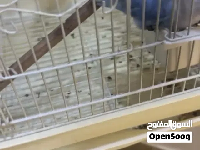 زوج لوف بيرد لون مميز اليف