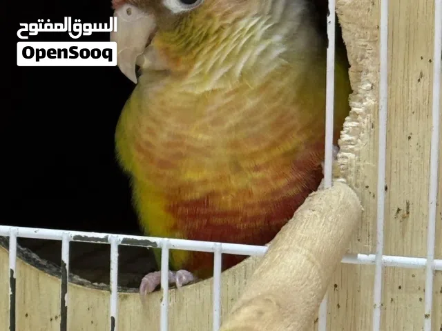 جوز ببغاء كنيور سينامون اناناس منتج
