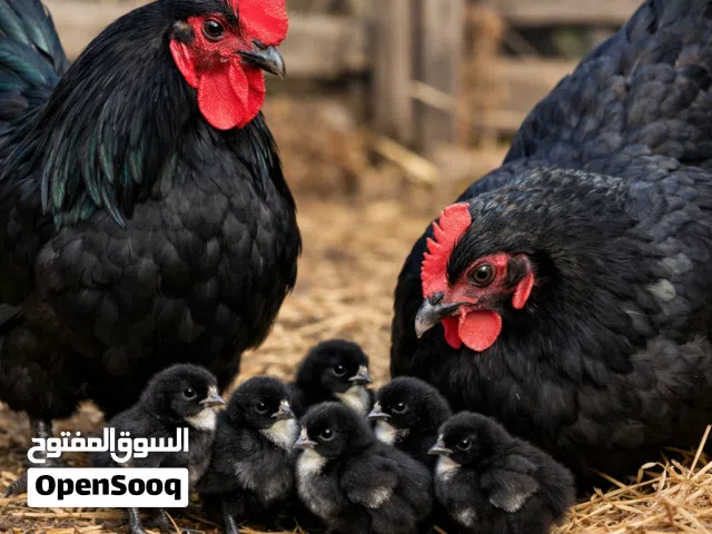 بيض مخصب لدجاج الاسترالورب الاسود