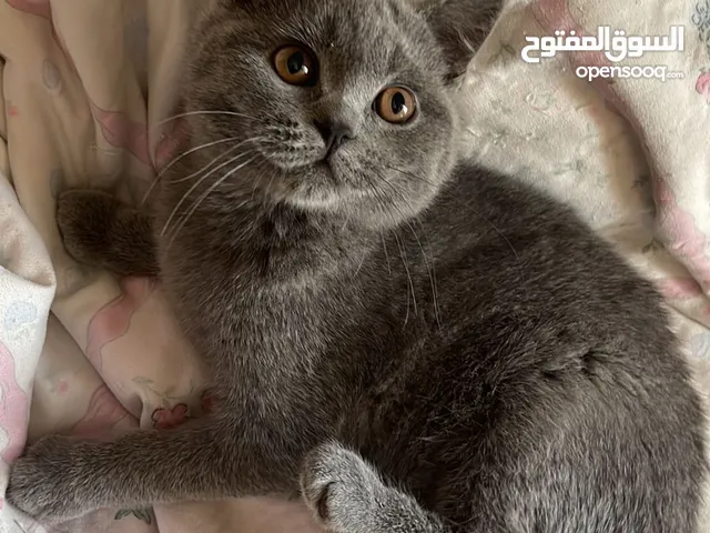 قط ذكر بريتش ميكس سكوتش فولد، عمر اربع اشهر، لعوب جدًا، متعود على اللتر بوكس والدراي فود للبيع