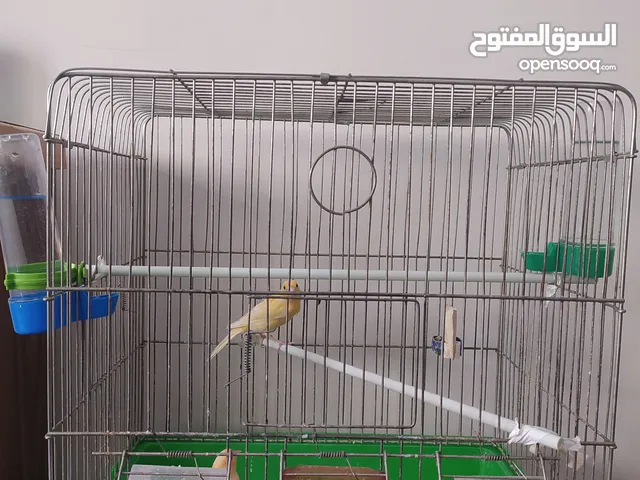 ذكريات كنار للبيع