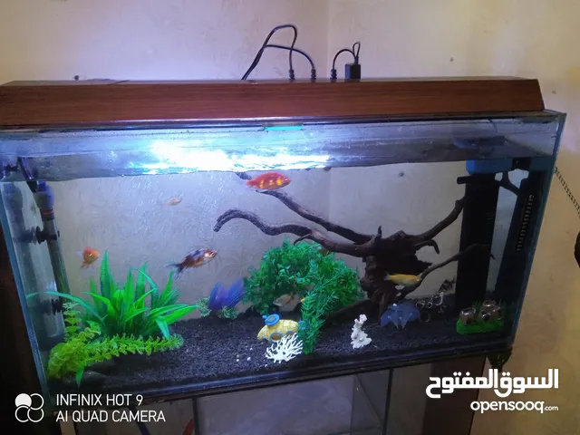 حوض سمك وأسماك للبيع بسعر مغري اقرا الوصف