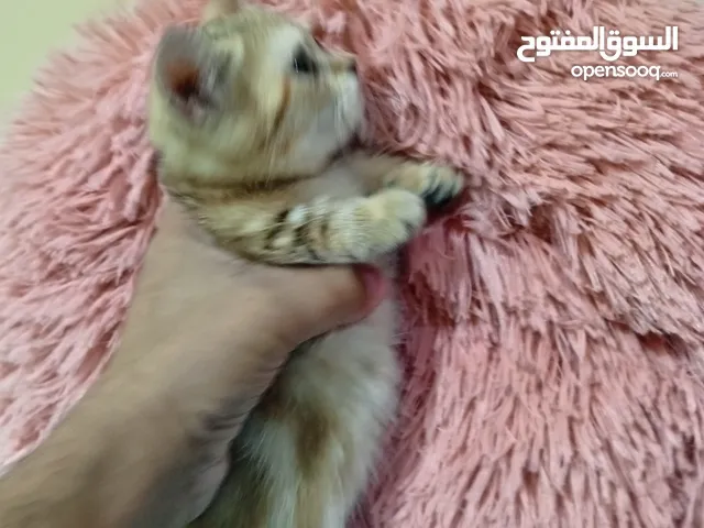 SUPER SHORT LEGS NY-22 MUNCHKIN FEMALE KITTEN AVAILABLE PARENTS WITH PEDIGREE  KITTEN ELIGIBLE.....
