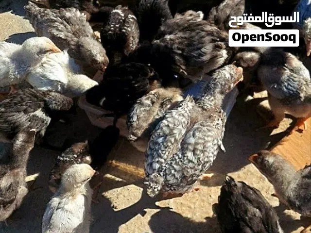 صيصان بلايموث روك وصيصان استرالوب