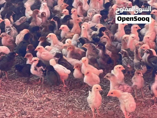 بيع دجاج عماني وفرنسي مكس