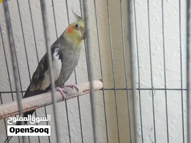 جوزين كوكتيل للبيع او للبدل