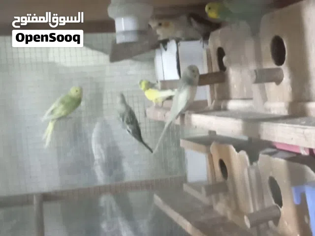 طيور حب للبيع
