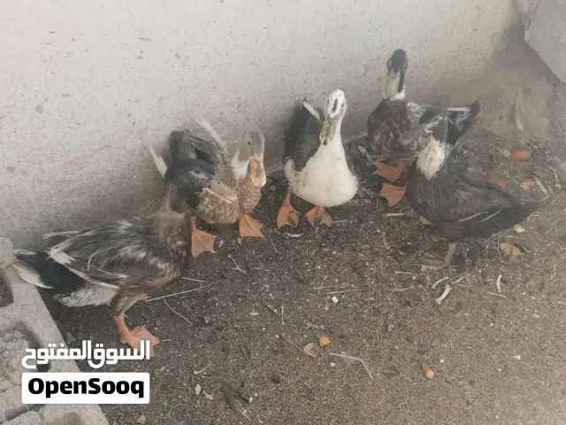 للبيع : بط عماني