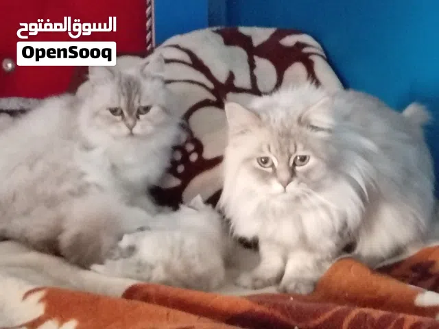 قطط هيمالايا للبيع