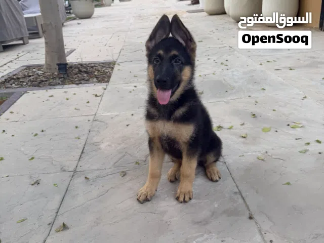 Exceptional Pure Breed German Sheppard Puppy - 3 Months Old - Male