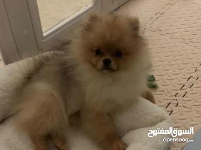 Pomeranian Male 6 Months