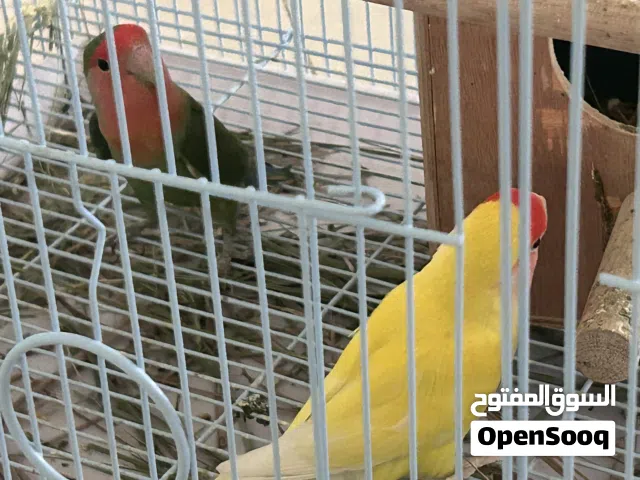 ببغاء الروز