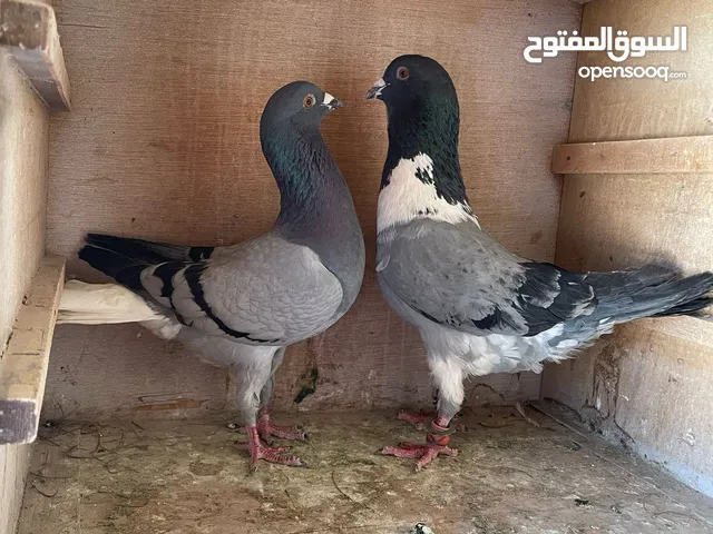 حمام ما شاء الله للبيع شوف الوصف