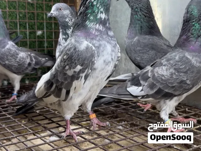 حمام تيدي سخي و فقير گول