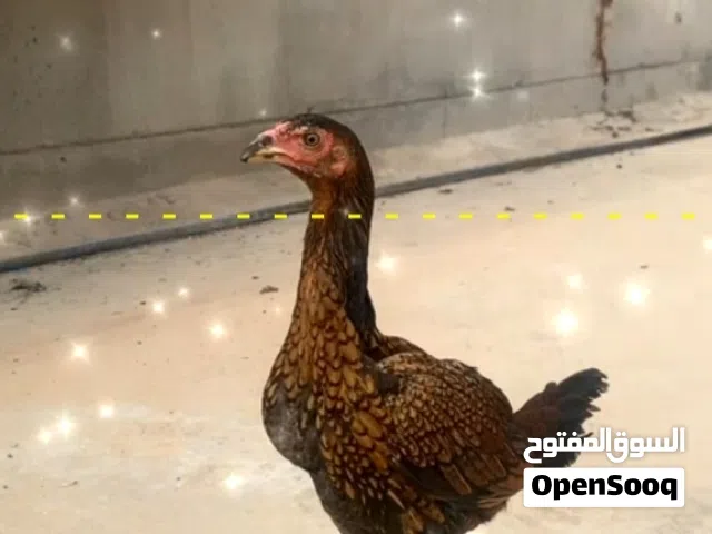 للبيع فرخ تركي