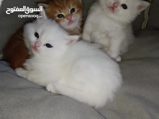 متوفر ثلث قطط بريتس