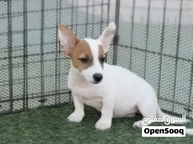 جاك راسل للبيع ذكور واناث