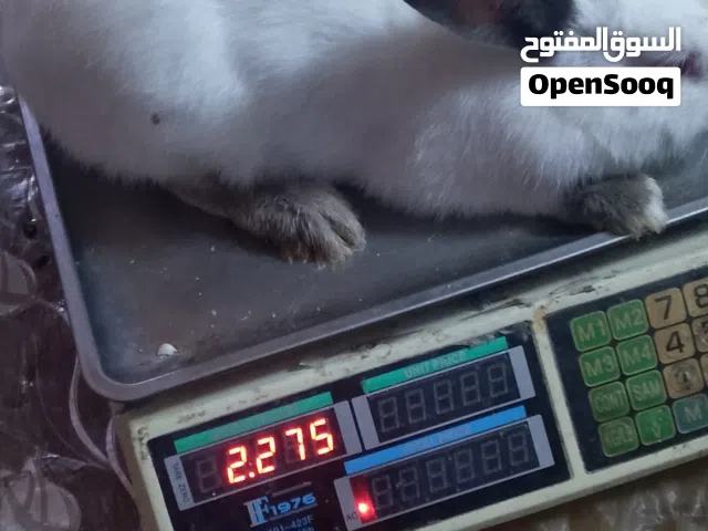 ارانب وقفاص للبيع ذكور و اناثي كبيره  اقراء الوصف كويس