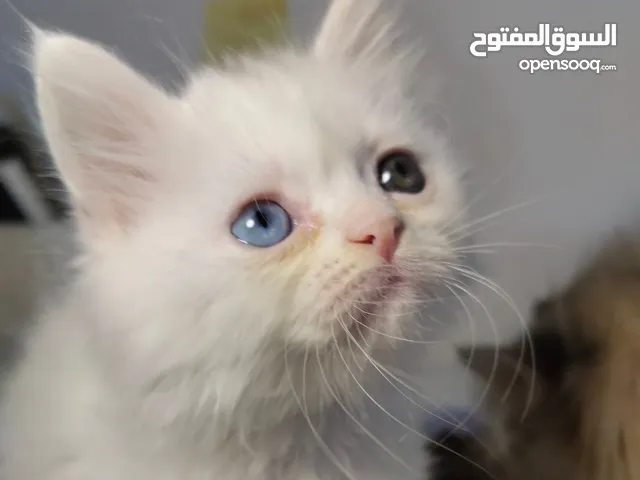 قطط شيرازي للبيع