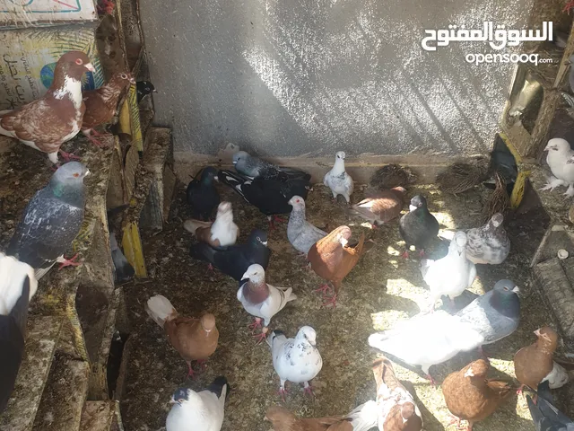 حمام بلدي للبيع