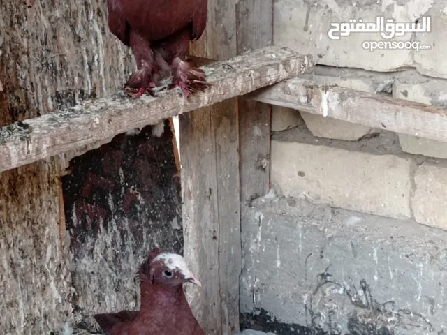 ابو فهد الحريشاوي