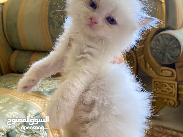 Ragdoll Boys and girls