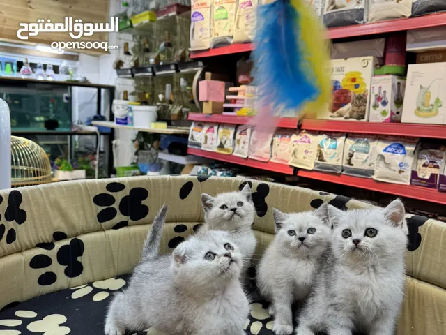 قطط سكوتش فولد ny25