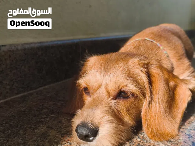 جلب مطعم كل التطعيمات نوعه داشهوند عمرها من 5 الا 6 شهور