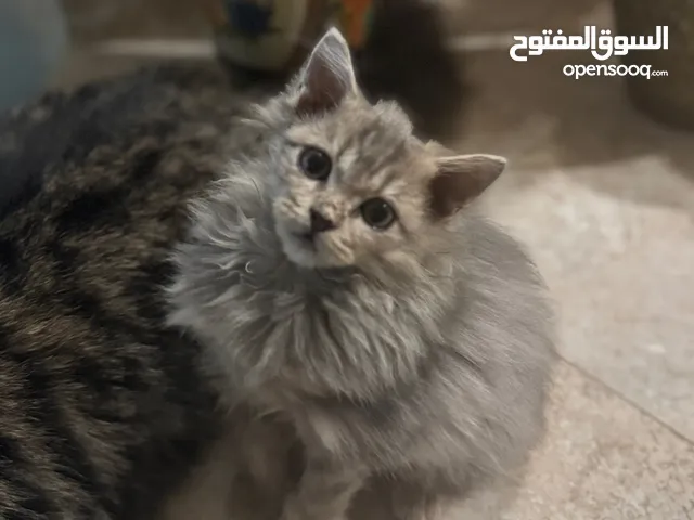 قط ذكر للتبني
