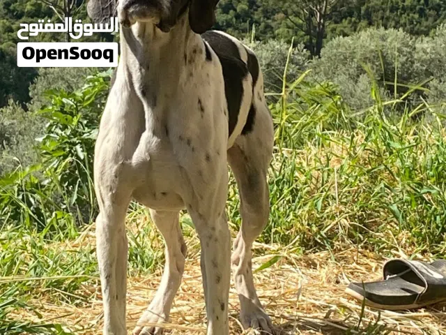 pointer -للبيع سعر مغري