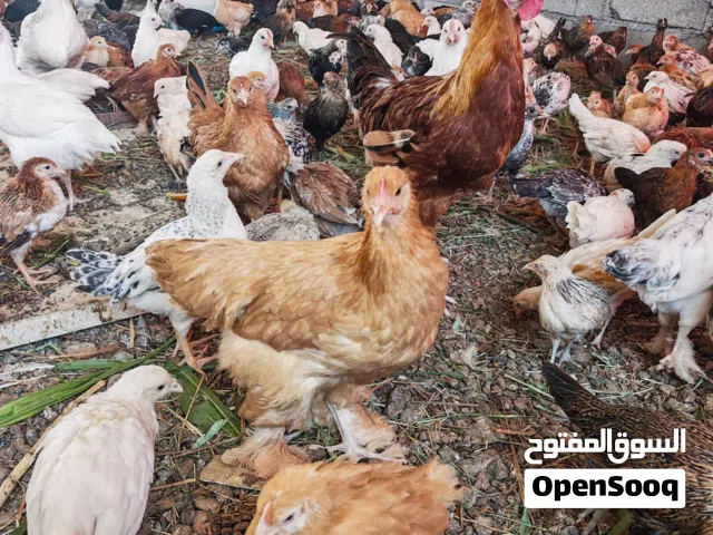 دجاج عماني للبيع 12 حبه ب 10 ریال