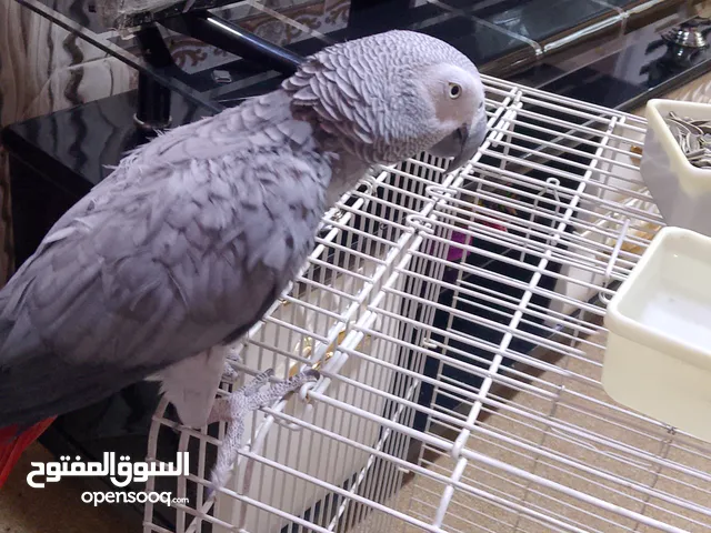 السلام عليكم متاح كاسكو افريقي للبيع كلام فول يحجي كلشي والسعر خاص بس الطير ناتف