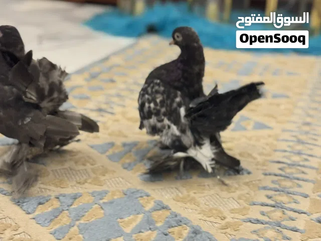 متاح كوبيا روسي على 3 ريشات شوف الوصف