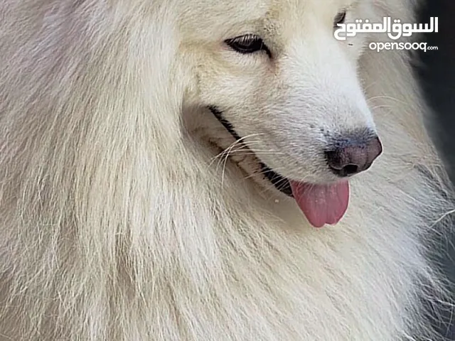 سامويد بيور - Samoyed dog