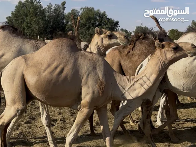 جمال موس اللهم بارك التفاصيل فالكامل فالوصف والفيديو
