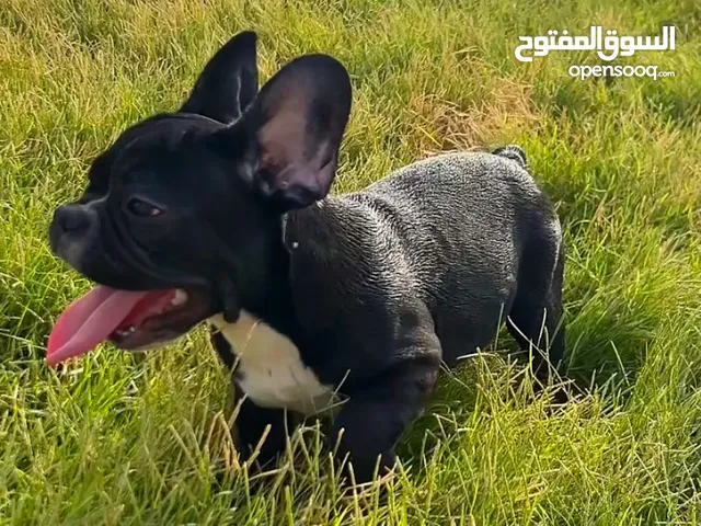 French Bulldog Puppy – 4 months only!