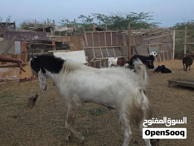 تيس باكستاني