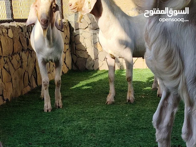 للبيع مشاريع فحول برقوت و باكستاني