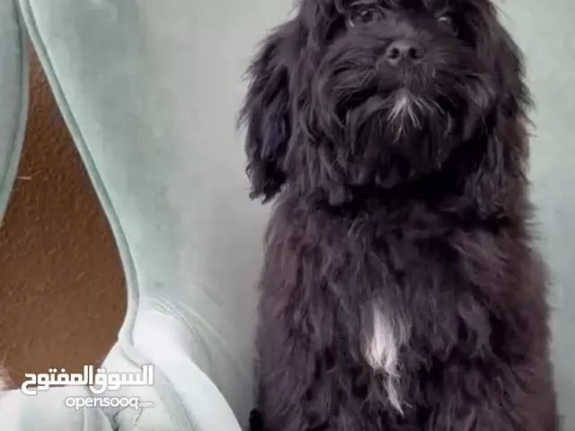 مالتيبو انثي