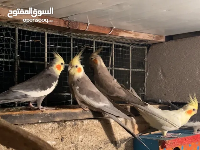 3 ازواج كوكتيلات