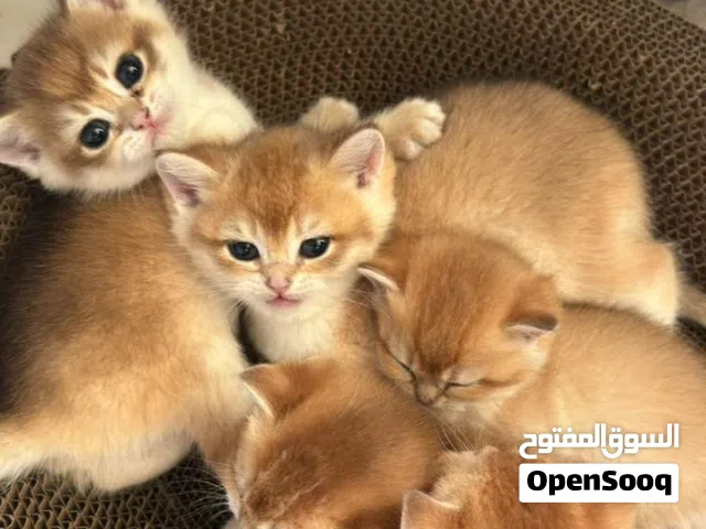 Ny12-11 kittens for reservation