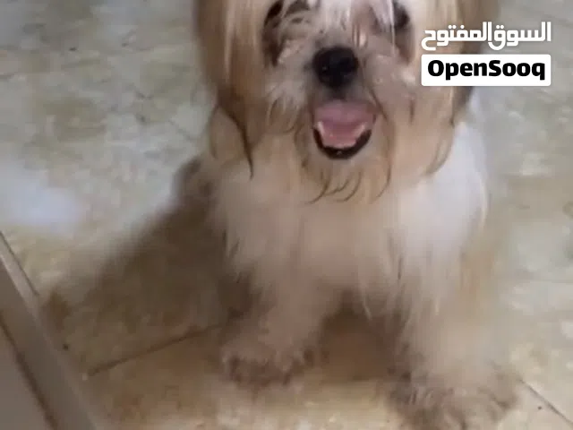 للبيع كلبه شتزو مكان صلاله صحه حيده