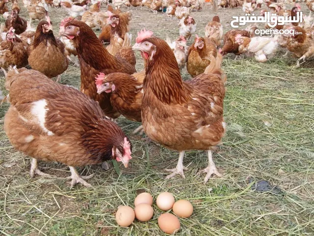 مطلوب جاج احمر لوهمان بياض تبع المزارع يكون صحة ونضافة وكفالة بيض