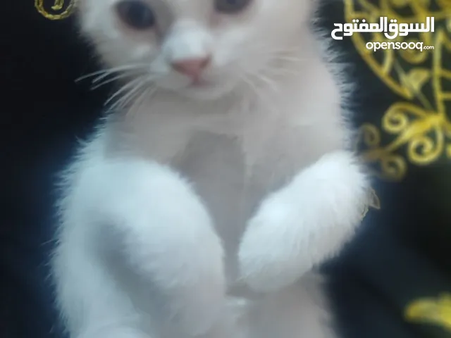 قطه شيرازي صغيرة