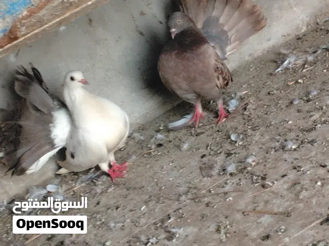 حمام شمسي زوج