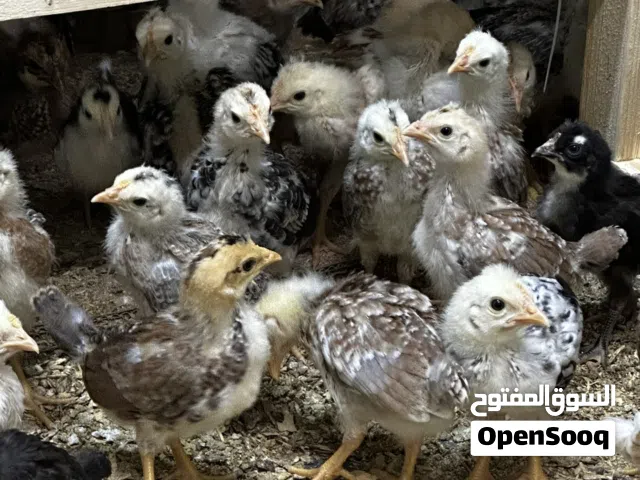 للبيع دجاج عربي قديم وماكنتوش
