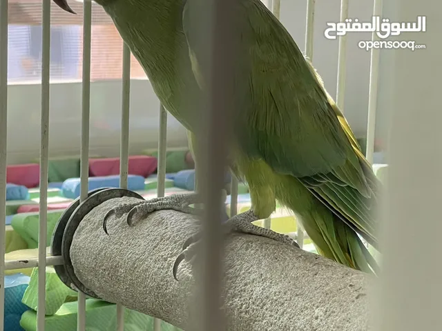 درة بصحه ممتازه
