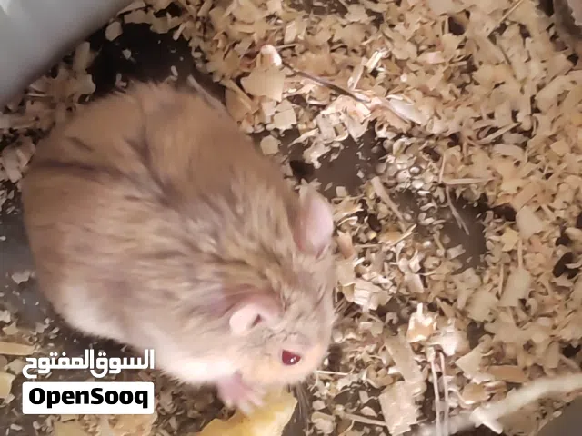 عرض العيد 3 همستر ب3500 همستر روسي يلعب مع الإنسان